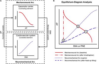 Analytic and Integrative Framework for Understanding Human Sympathetic Arterial Baroreflex Function: Equilibrium Diagram of Arterial Pressure and Plasma Norepinephrine Level